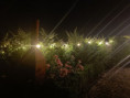 /album/fotogalerij-tuin/img20260620232932-jpg/